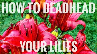 How to deadhead your lilies