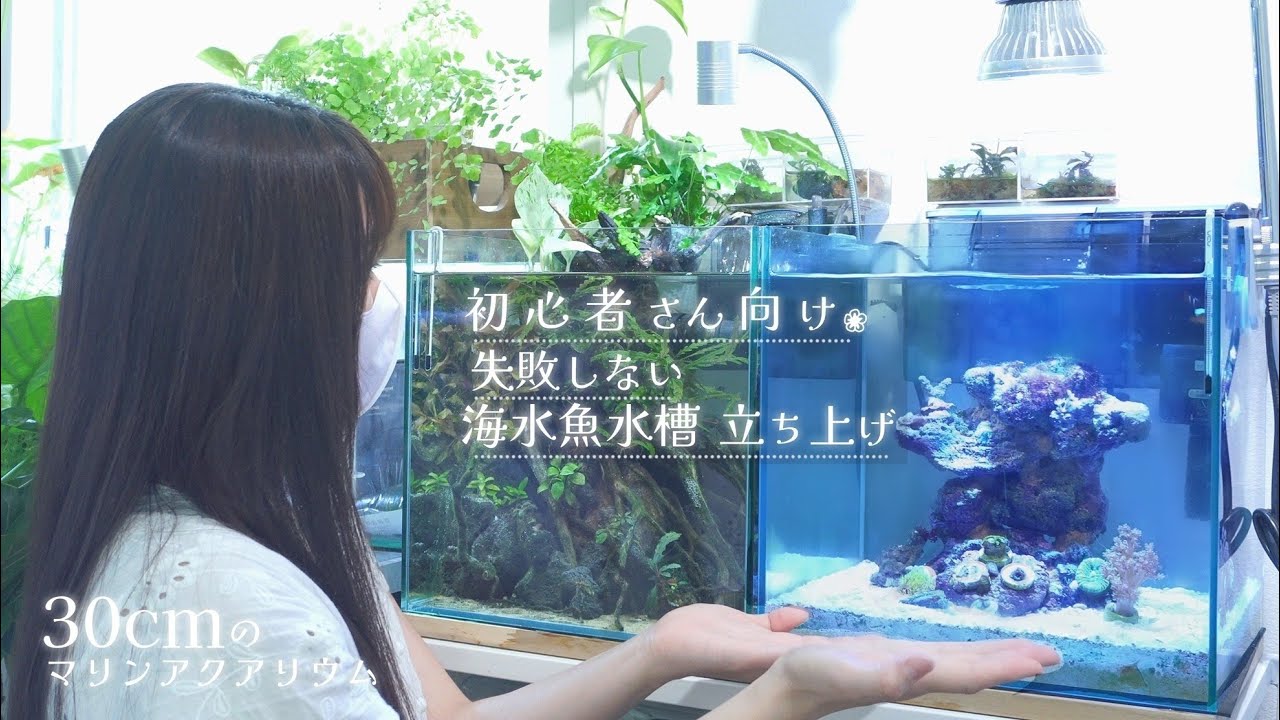 30cmの小型水槽で失敗しない 初心者さん向け海水魚水槽立ち上げ❀アクアリウム Marine aquarium.