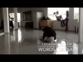 Words - Skylar Grey | Dance 