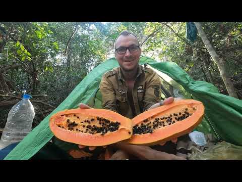 Индия /лес хиппи/ один день из жизни в джунглях