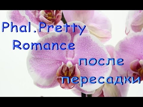 ОРХИДЕЯ-УЦЕНКА:состояние после ПЕРЕСАДКИ,phal.Pretty Romance.Приветы Лилии и Валерии!