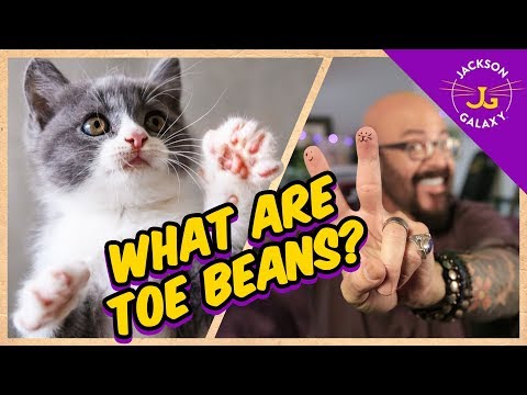 What Are Toe Beans? | Cat Daddy Dictionary