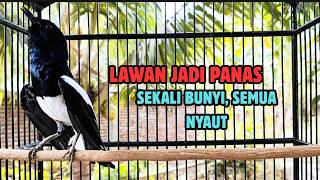 Download lagu Suara Burung kacer gacor NGEPLONG tarung ini paling ampuh buat PANCINGAN KACER agar EMOSI Nyaut mp3