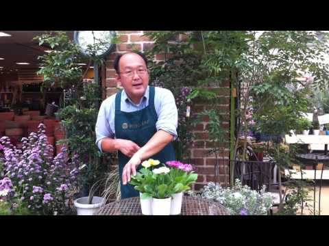 ガーベラの植え方は？雄大な花を育てるために知っておくべきことすべて  庭園