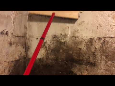 How To Kill Mold In Your Basement With Borax And Warm Water