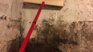 How To Kill Mold In Your Basement With Borax And Warm Water