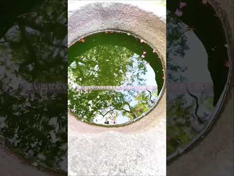 🎐すずめ feat.十明 #radwimps #すずめの戸締まり #summer