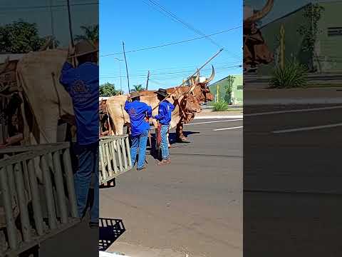 RIO VERDE GOIÁS FAZENDO #publico #shortvideo #brasil #youtubeshorts #rioverdegoias