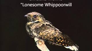 Lonesome Whippoorwill