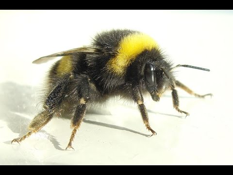 Punching a bee (very sad bee is hurt)