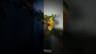 subscribe for more videos mobailphotography before after editng #lightroom #photography #ytshorts