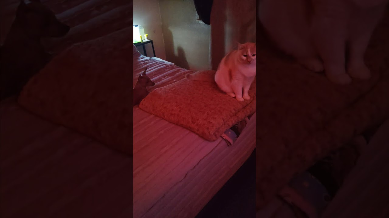 Penny the min pin wants kitty love