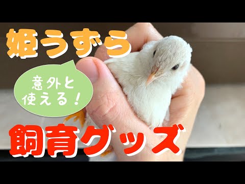 , title : '【姫うずら】あったら便利な姫うずら飼育グッズ　Convenient King quail Goods'