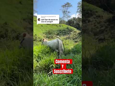 Pasto decumbens or Brachiaria decumbens, did you know this grass?