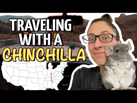Traveling With A Chinchilla | Linus Goes To Georgia