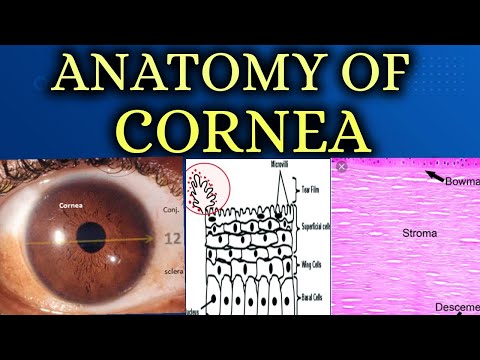 ANATOMY OF CORNEA made easy