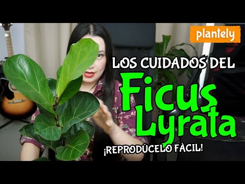 , title : 'Cómo Cuidar y Reproducir Ficus Lyrata, Higuera de Hojas de Violín, Pandurata | Plantely'