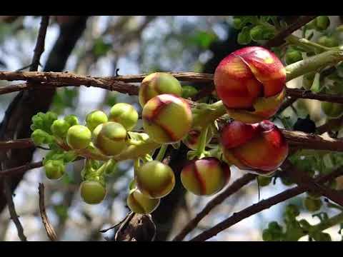 Health Benefits of Cannonball tree - Couroupita guianensis