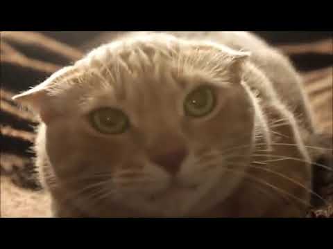 In a cat, I see a woman with an ever-changing sensitive soul