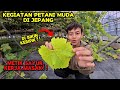 KEGIATAN ORANG INDONESIA DI DESA JEPANG AUTO PENGEN KE JEPANG