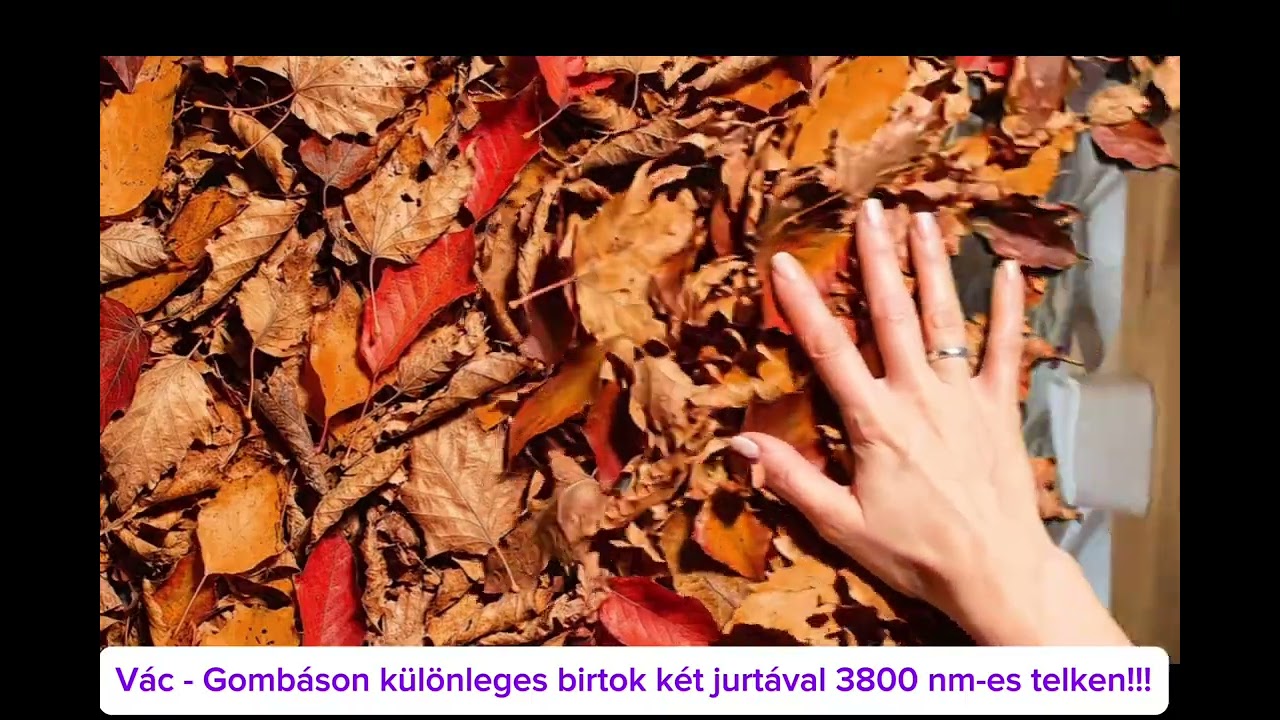 Eladó tanya, Vác 1 szoba 80 m² 44.9 M Ft