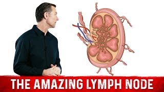 What Is a Lymph Node?