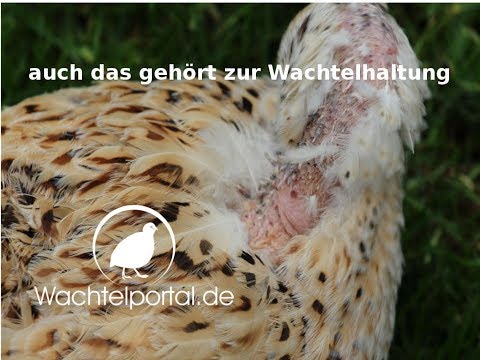 auch das gehört zur Wachtelhaltung, zu viele Hähne