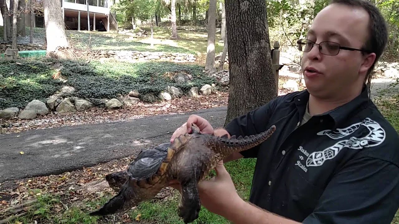 Promotional video thumbnail 5 for Snakes-N-Scales