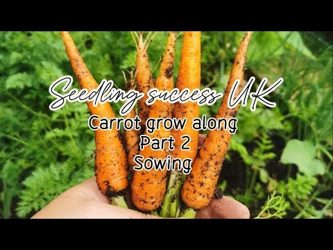 UK Carrot Sowing Secrets: Grow Your Best Root Harvest
