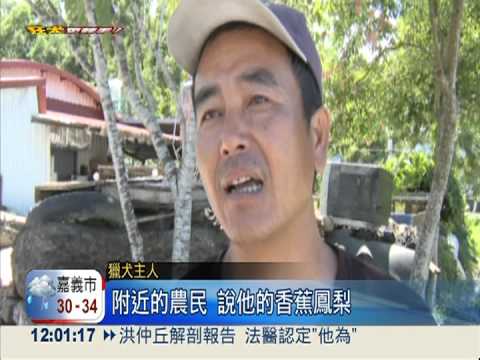 狂犬恐擴散! 台東豐年祭禁狩獵