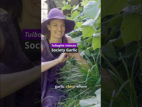 Year-Round Garlic: Perennial Allium Sativum Harvests!