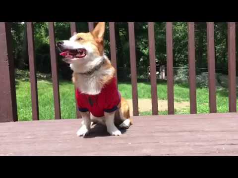 The Amazing Spider-Corgi!
