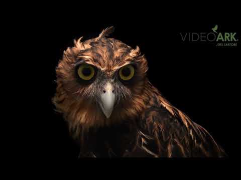 South Philippines eagle-owl (Bubo philippensis)