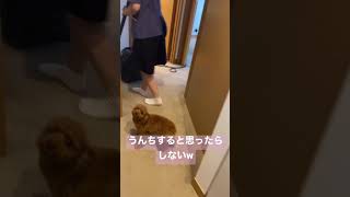 お部屋までいつも案内してくれる愛犬🐶