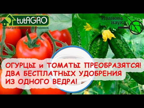 Я САМ В ВОСТОРГЕ! КАК ПРОСТО ПОДКОРМИТЬ ОГУРЦЫ и ТОМАТЫ ИЗ... ОДНОЙ БОЧКИ! ЗОЛЬНЫЙ и ПОДЗОЛЬНЫЙ Р-Р.