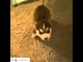 Dog Says F Word
