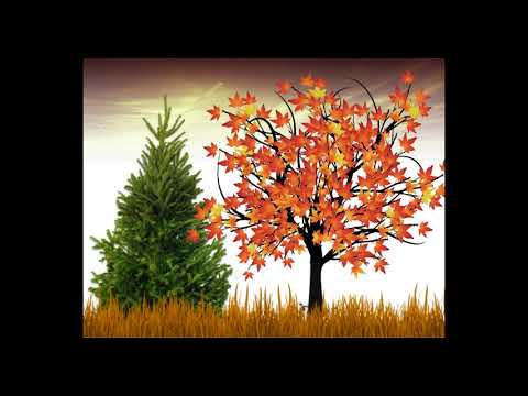 The Evergreen Tree - Read Aloud
