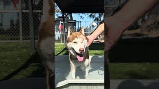 Video preview image #1 Siberian Husky Puppy For Sale in Pasadena, CA, USA