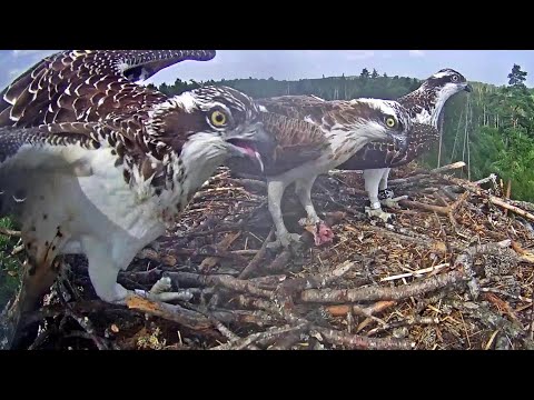 Kalakotkas2~X5,  X7 & Iiris  with fish to the nest!   Danger & off they go~3:11 p.m. 2022/08/20