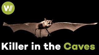 The Bat Plague - One of the Worst Wildlife Disasters in US History (Documentary, 2013)