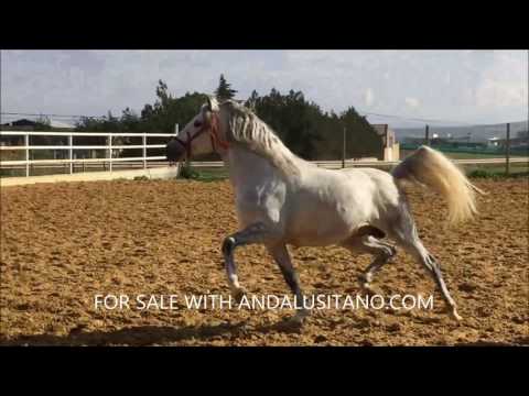 EMPALAGOSO PRE STALLION FROM PALLARES! A REAL BAROQUE BULLFIGHTING HORSE