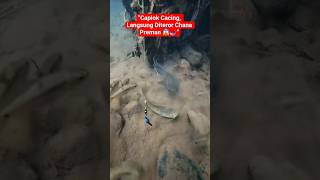 Download lagu Baru Saja Caplok Cacing, Channa Dihajar Gabus Raksasa! #fishingshorts #mancing #ikanchanna mp3 Download lagu Baru Saja Caplok Cacing, Channa Dihajar Gabus Raksasa! #fishingshorts #mancing #ikanchanna mp3
