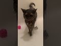 When Your Cat Loves To Shower | Dodo Kids | Short