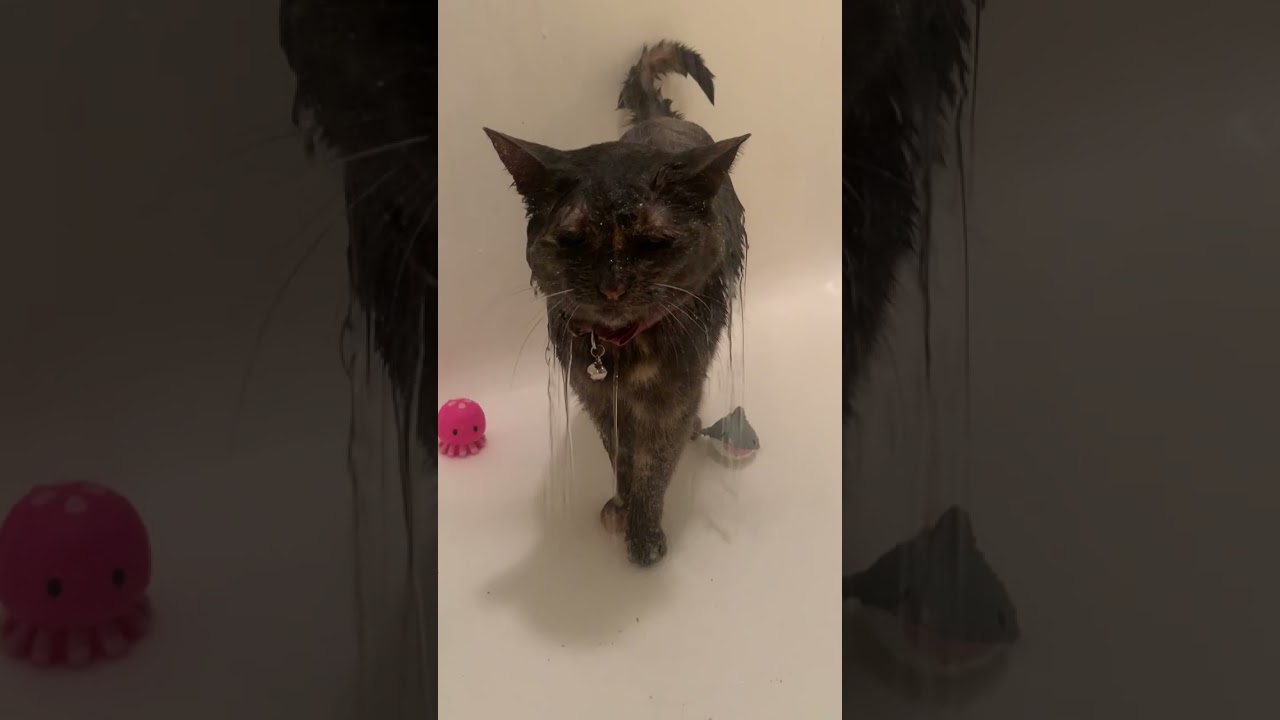 When Your Cat Loves To Shower | Dodo Kids | Short