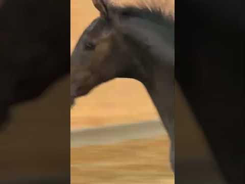 ZERO Hengstfohlen von Zinedream x Diarado x Zinedream