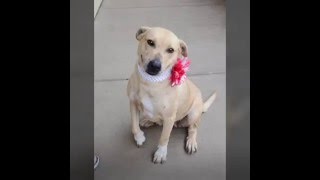 Blondie - Adopted Dog at Collin County Animal Services