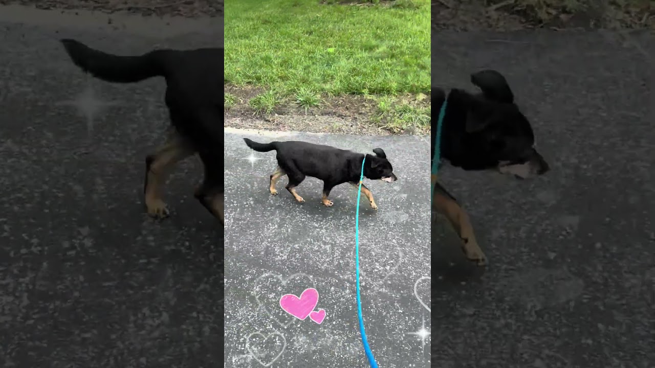 Enlarge Honey, a Adoptable mixed breed in Libertyville, IL video 6/6