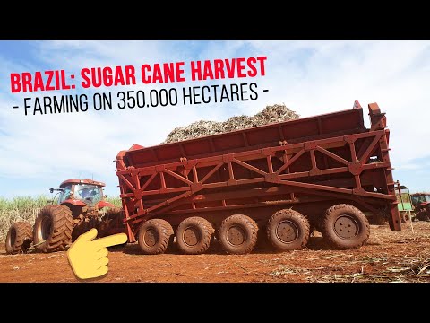 XXL Sugar Cane Harvest in Brazil — Farming in South America