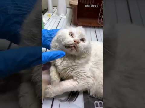 😥😿😱bimar Billi#short#viral#