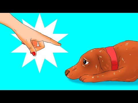 YouTube video about: How to care for a dog without a tongue?